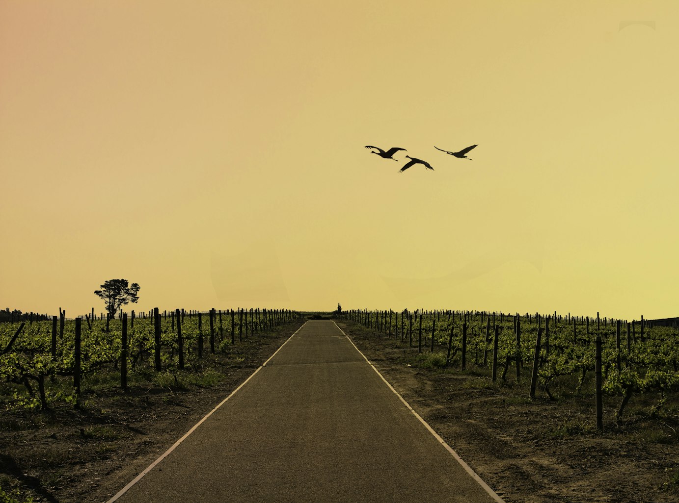 PM Half Day Winelands Tour